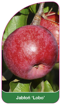 Jablon 'Lobo'