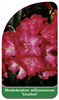 Rhododendron williamsianum 'Lissabon'