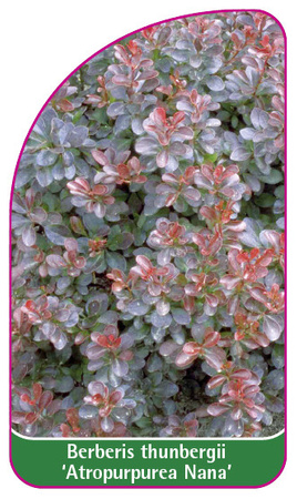 Berberis thunbergii 'Atropurpurea Nana'