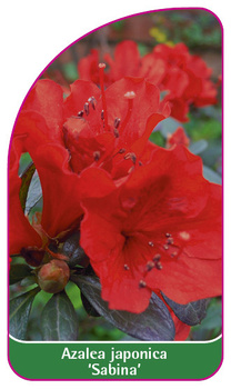 Azalea japonica 'Sabina'