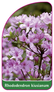 Rhododendron kiusianum