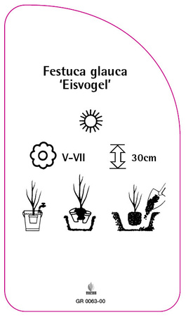 Festuca glauca 'Eisvogel'