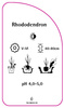 Rhododendron