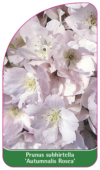 Prunus subhirtella 'Autumnalis Rosea'