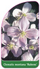 Clematis montana 'Rubens'