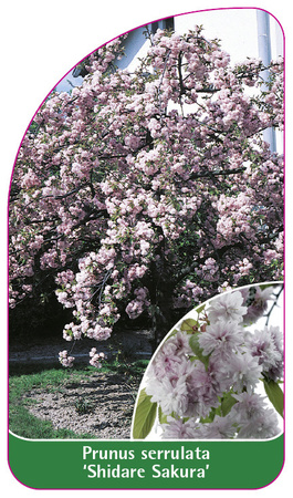 Prunus serrulata 'Shidare Sakura'