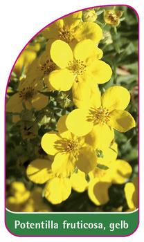 Potentilla fruticosa, gelb