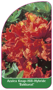 Azalea Knap-Hill-Hybride 'Bakkarat'