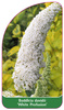 Buddleia davidii 'White Profusion'