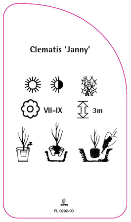 Clematis 'Janny'