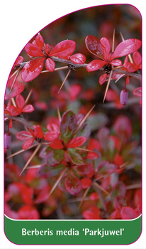 Berberis media 'Parkjuwel'
