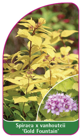 Spiraea x vanhoutteii 'Gold Fountain'