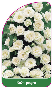 Róza pnąca Nr. 310 A