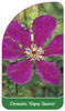 Clematis 'Gipsy Queen'