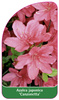 Azalea japonica 'Canzonetta'