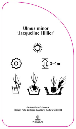 Ulmus minor 'Jacqueline Hillier',