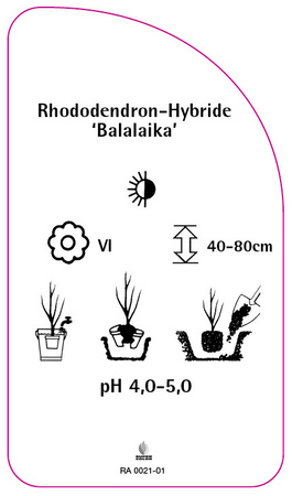 Rhododendron-Hybride 'Balalaika'