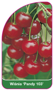 Wisnia 'Pandy 103'