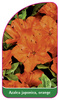 Azalea japonica, orange