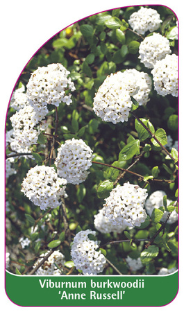 Viburnum burkwoodii 'Anne Russell'