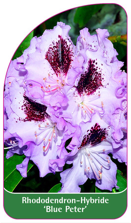 Rhododendron-Hybride 'Blue Peter'