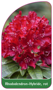Rhododendron-Hybride, rot