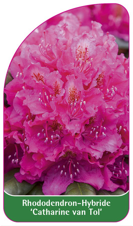Rhododendron-Hybride 'Catarine van Tol'