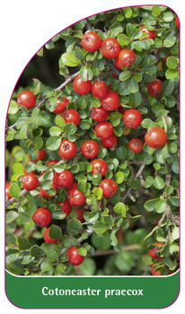 Cotoneaster praecox