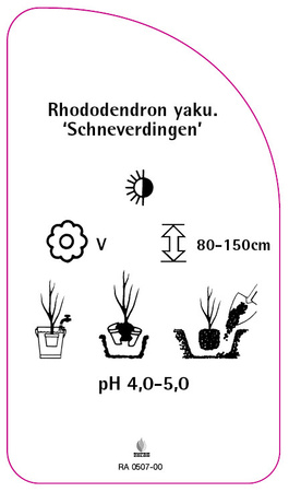 Rhododendron yakushimanum 'Schneverdingen'