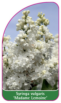 Syringa vulgaris 'Madame  Lemoine'