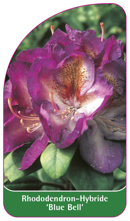 Rhododendron-Hybride 'Blue Bell'