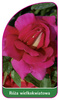 Velkokvětá růže č. 227 B