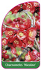 Chaneomeles 'Nicoline'