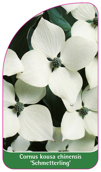 Cornus kousa chinensis 'Schmetterling'