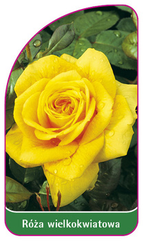 Velkokvětá růže č. 203