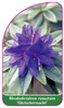 Rhododendron russatum 'Gletschernacht'