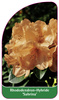 Rhododendron-Hybride 'Sabrina'