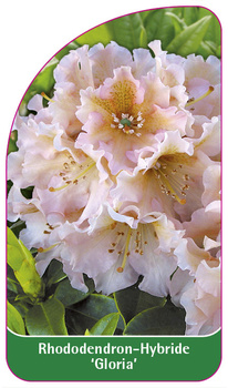 Rhododendron-Hybride 'Gloria'
