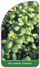 Ilex crenata 'Convexa'