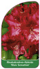 Rhododendron-Hybride 'Kluis Sensation'