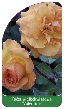 Róza wielkokwiatowa 'Valentine'