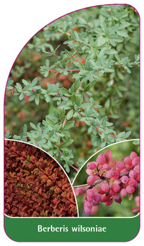 Berberis wilsoniae