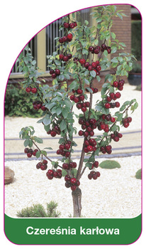 Czereśnia karłowa