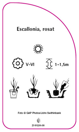 Escallonia, rosa