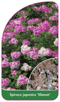 Spiraea japonica 'Manon'