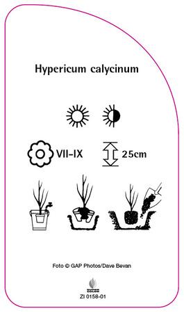 Hypericum calycinum