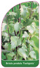 Betula pendula 'Fastigiata'