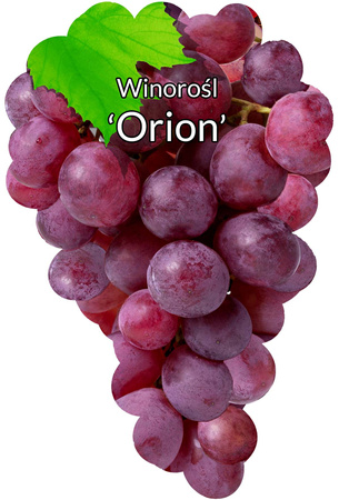 Winorośl Orion