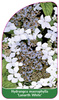 Hydrangea macrophylla 'Lanarth White'