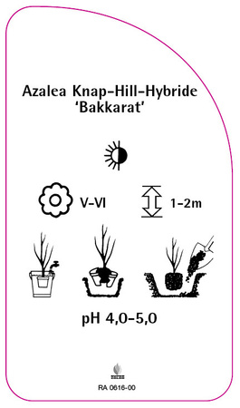 Azalea Knap-Hill-Hybride 'Bakkarat'